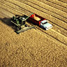 Wheat combining